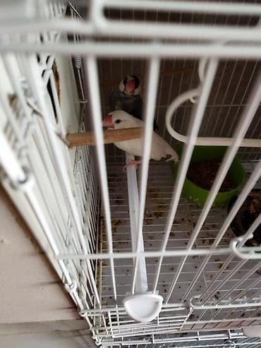 Salam təcili satilir pul lazmid deye cut 1 dəfə yumurtalayiblar alanda — 3