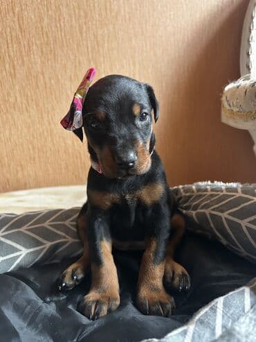 шпиц цена в баку: Доберман, 1 месяц, Самка, С родословной, Самовывоз — 2