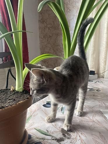 pişik: Dişi, Yaxşı əllərə, Ünvandan götürmə — 6