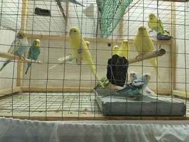 купить аквариум в баку: Topdan 10 manat qiymət sondu — 12