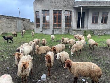 boğaz qoyun: Məhsul: Qoyun 28baş hamzı boğazdı — 3