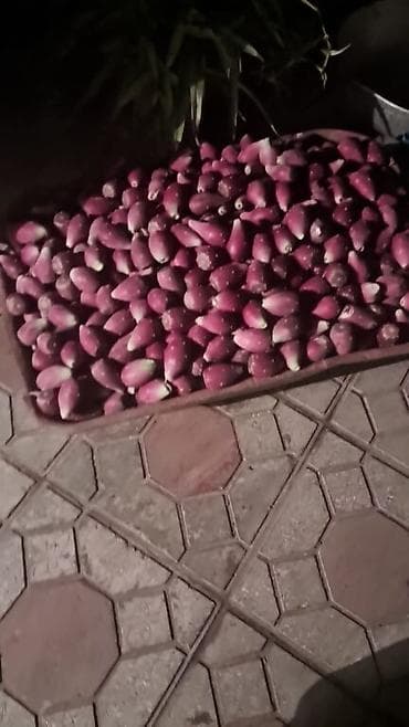 Другие продукты питания: Kaktus meyvesi şekerin dermanır,tebiidir — 1