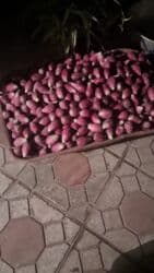 Otaq bitkiləri: Kaktus meyvesi — 1