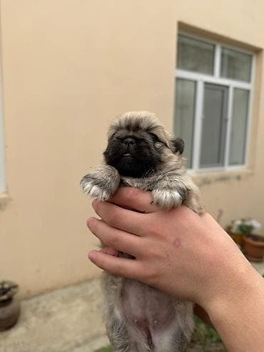 Pekines, 1 ay, Dişi, Peyvəndli, Rayonlara çatdırılma