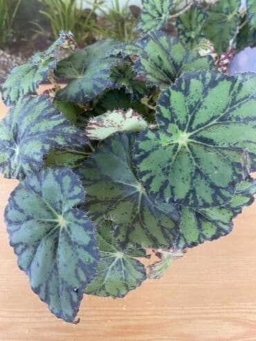 diffenbaxiya gülü haqqında məlumat: Bu begoniya bitkisi yaşıl və tünd yaşıl ləkələrlə bəzədilmiş geniş — 3