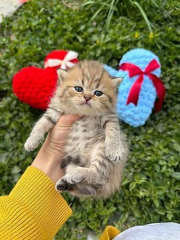 qara avstralorp neyin cinsidir: Şotland yastı qulaq — 10