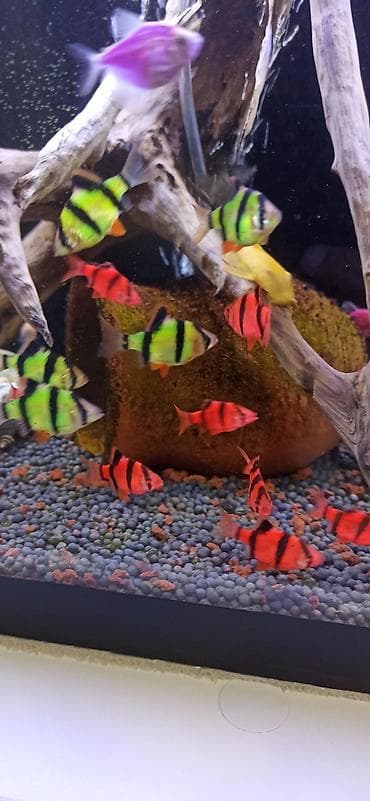 balıq qurdu: Sülhsevər — 1