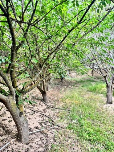 дачи в аренду посуточно: Баку, Пос. Паршаги, 100 м², 6 комнат — 7