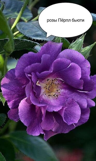 çiyələk şitili: Məhsul: Gül kolları – müxtəlif növ güllər Təsvir: - Seçmə dekorativ — 1