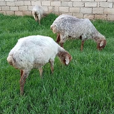 Digər ət məhsulları: Ətlik qoyunlar təcli satılır — 8