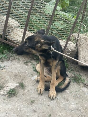 немецкие овчарки щенки купить: Немецкая овчарка, 5 месяцев, Самец, С прививками, Самовывоз — 4