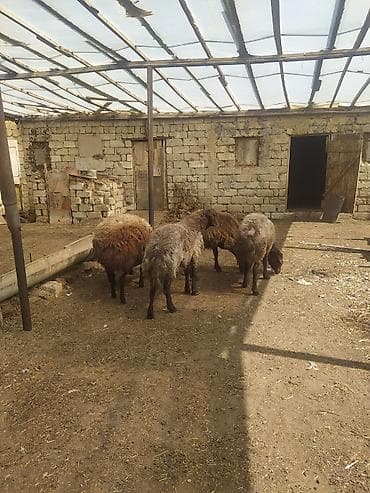 Hinduşkalar: Erkək Qala qoçları satılır Cavan heyvanlardı 3 dənə qırxılmışdar 850 — 4