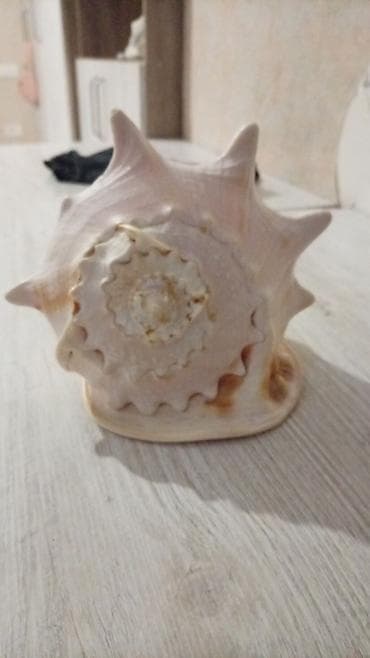 divar dekorlari: Dekorativ böyük dəniz ilbizinin qabığı - Material: təbii dəniz qabığı — 1