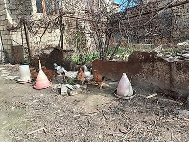 Pişiklər: Satılır: həyətyanı saxlanılan toyuqlar və quşçuluq avadanlığı — 5