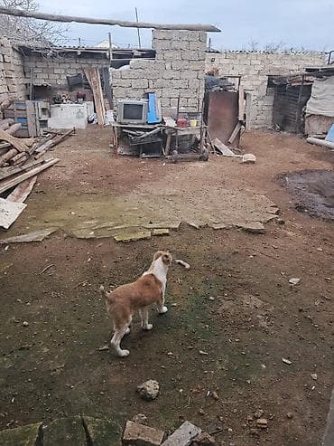 itleri: 4 ay, Erkek — 3