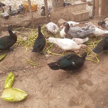 kayuqa ordək: Lal ördəklər macar sortu zümrüdü mirvari göy rəng balalarda satılır — 3