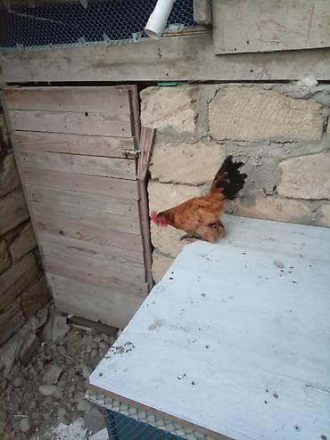 barter itlə: Toyuq, Damazlıq — 4