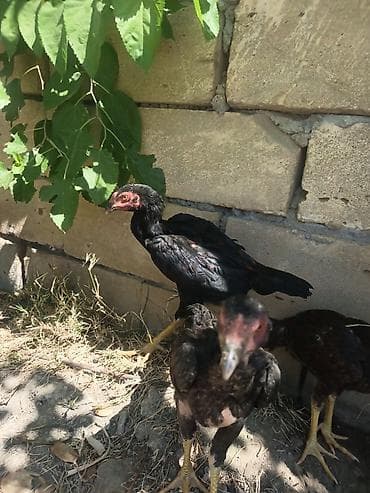 qus nömreleri: Bu beçələr satılır.Öz heyvanlarımın balasidilar.Atalarinin döyüşü — 2