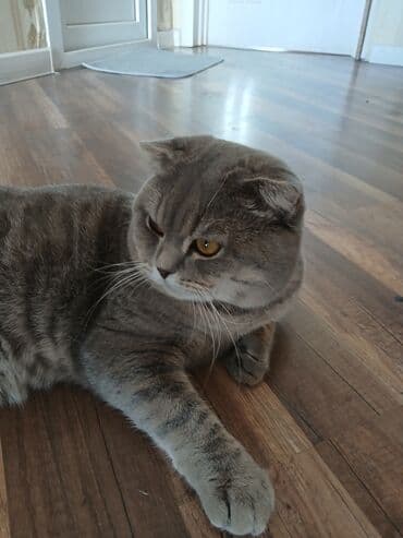 pişik cütleşdirmek: Şotland yastı qulaq, Erkək, Cütləşmə üçün — 2