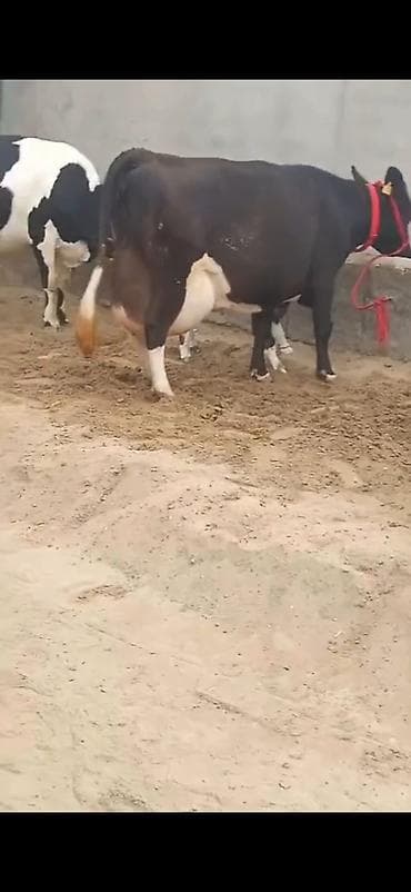 balaca dovşan: Südlük inək və dana - Qara-ağ rəngli, iri sağım məməli südlük inək - — 2