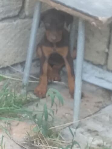 доберман купить: Doberman — 1