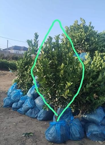 agaclar: Dibçək Ağ rəngli #dibcək #dibcek #кашпо #цветочницы dekorativ ağacdan — 4