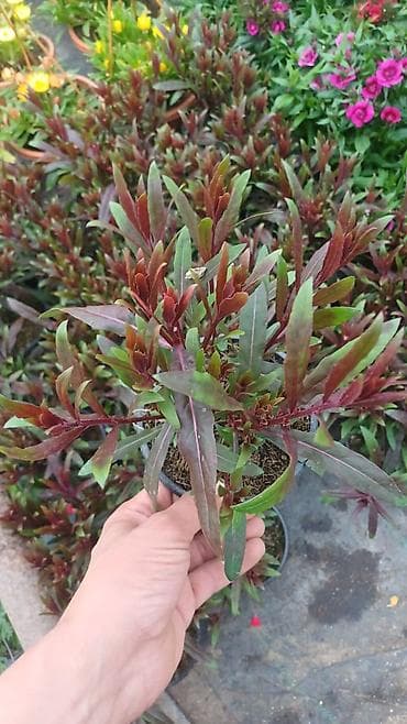 Bəzək kolları – qırmızı‑yaşıl yarpaqlı dekorativ bitki (saksıda) -