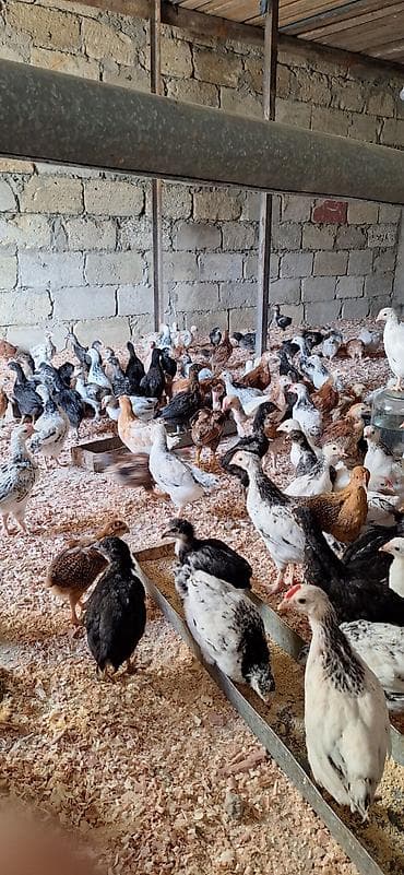 hinduşqa cücəsi: Toyuq cücələri, Damazlıq, Ödənişli çatdırılma — 5