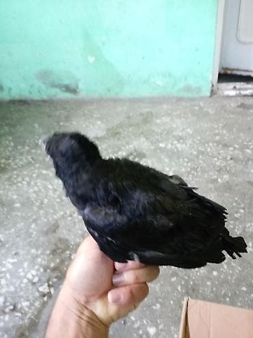 karella qus: Qarqa balasi satilir qiymede razilawariq — 4
