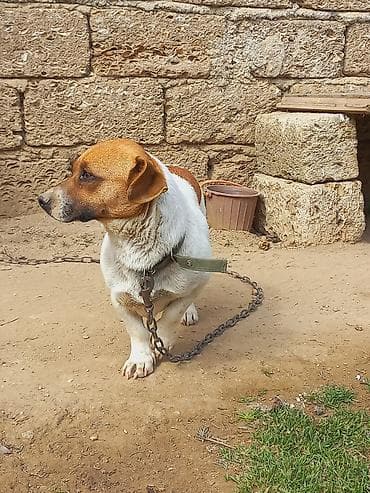 itlee: Cek rassel teryer, 2 il, Dişi — 2