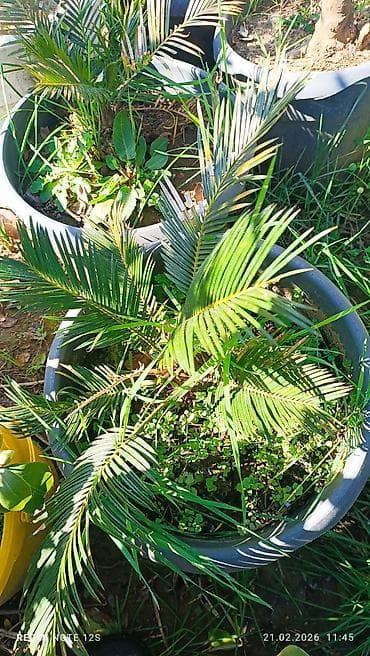 Saxsağan xurması (Cycas revoluta) – dekorativ qapalı/açıq məkan