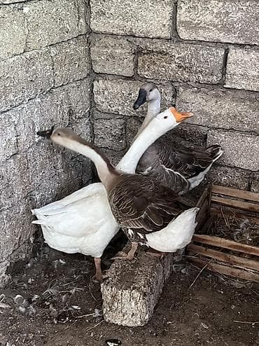 qaz balari: 3 ədəd linda qazı satılır 1 xoruz,2 fərə 1 yaşındadırlar küh yatmağa — 3