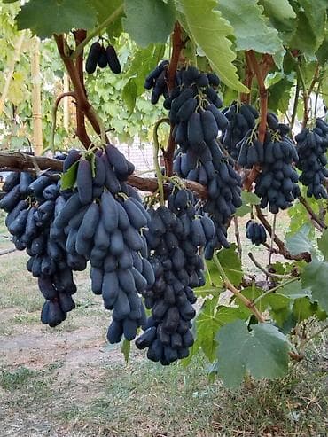 kala bitkisi: Üzüm tingləri satılır 070 2223552 zəng və vatsap. Tinglər dipçəkli və — 1