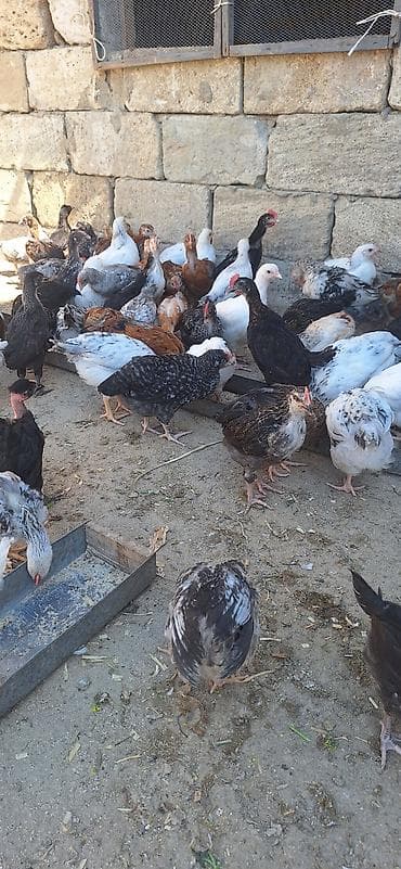 Toyuq cücələri, Damazlıq