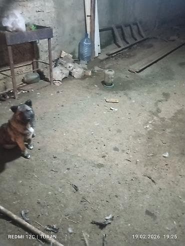 iran coban iti: 3aylig Dişi Tam saglam — 8