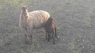 Dişi, il: 4, 50 kq, Damazlıq, Ünvandan götürmə