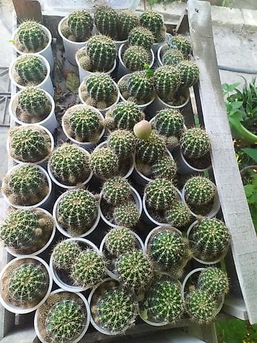 bitki: Mini kaktus kolleksiyası – Echinopsis/Parodia tipli şar formalı — 1