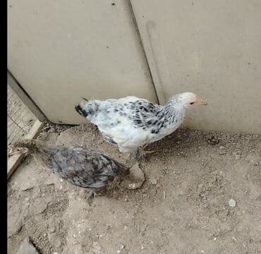 Toyuq, Brama, Damazlıq