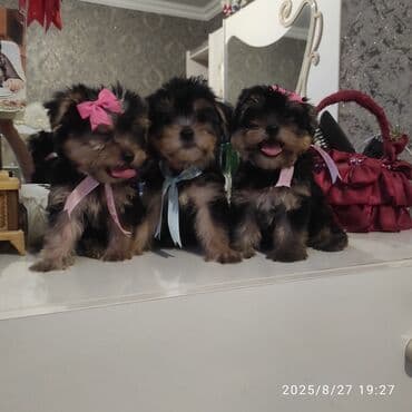 itler bala: Yorkşir teryer — 4