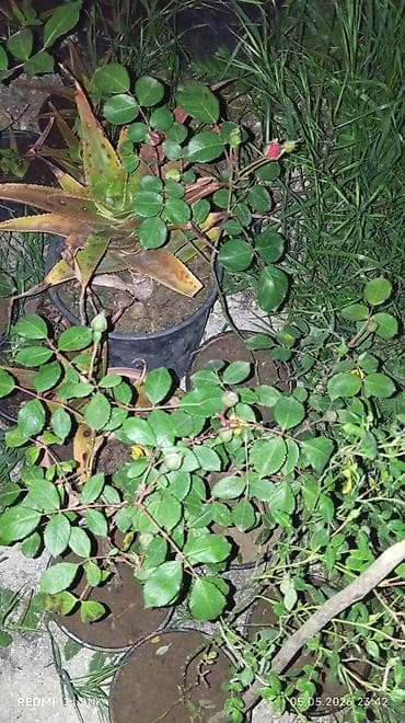 mal dili bitkisinin faydaları: Limon mandalin kinkan qizilgul sarmasiq qizilgul kalistamin olyandir — 8