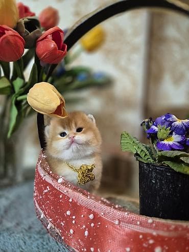 pişikləri: Britan, Erkək, Yaxşı əllərə, Ödənişli çatdırılma — 1