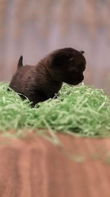 bala ördək: Britan, Yaxşı əllərə, Ödənişli çatdırılma — 2