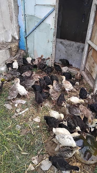 pişik balaları: Hinduşka balaları satlir topdan satlir isdeyen vhatsapa yazsin — 3