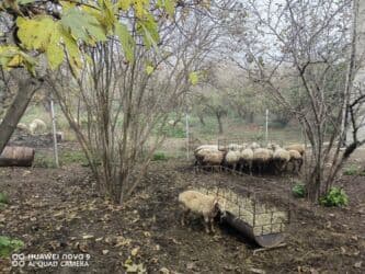 Balıqlar: Qusardadi bogazlarda var — 3