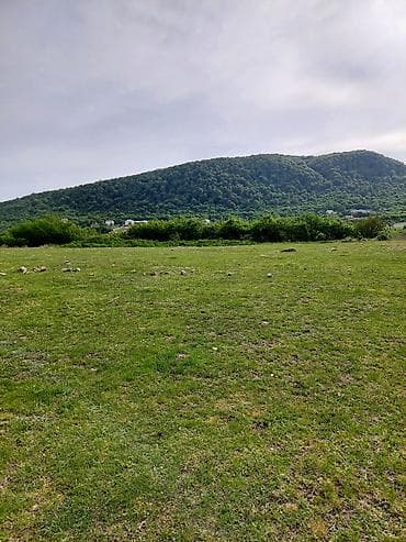 şəki şəhəri: Kənd təsərrüfatı — 1