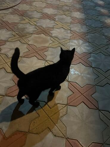 Yaxşı əllərə, Ünvandan götürmə — 1