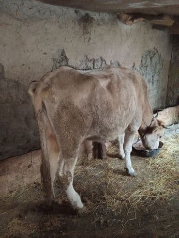tap.az inekler: 5- bala verib qısırdı qoyun quzu və ya boğaz mal ilə barter edərəm — 3
