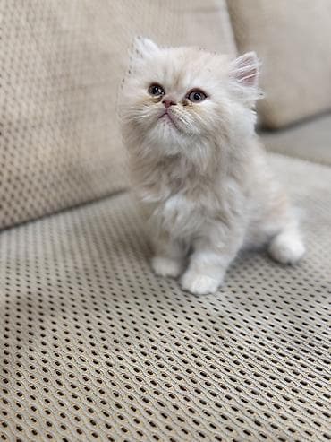 van pisik: Fars, Erkək, Ünvandan götürmə, Ödənişli çatdırılma, Rayonlara çatdırılma — 4