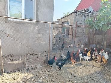 kend toyuqlari satisi: Məhsul: 20 dene xoruz Təsvir: - Açıq həyətyanı sahədə saxlanılan — 4