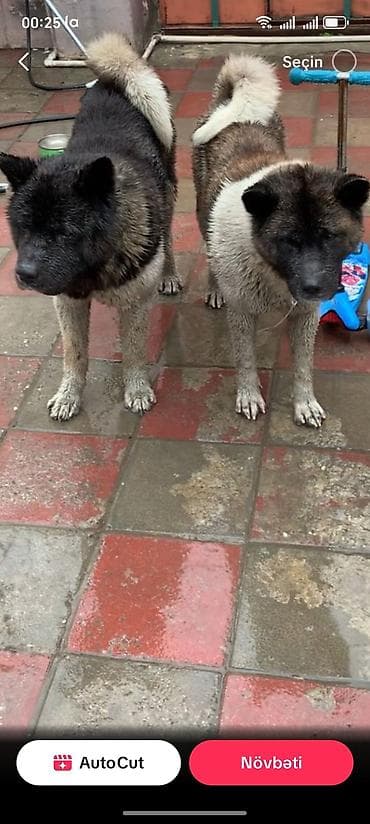 norka heyvan: Akita-inu — 1